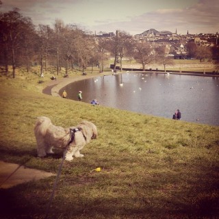 inverleith-park-dogs