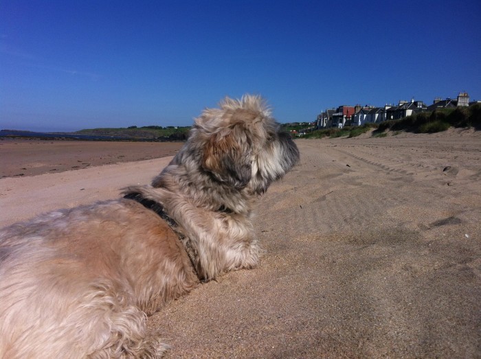 Dog Friendly Pubs North Berwick Dog Friendly Pubs North Berwick