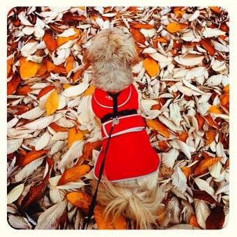 leaves_0262