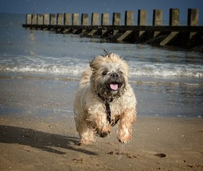 portobello_3721