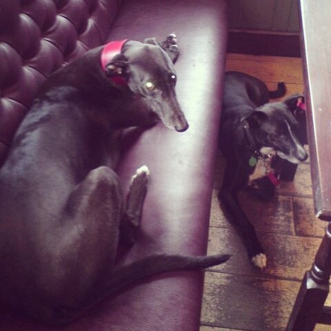 Milo & Guinness chilling out in The Grapes - lynne