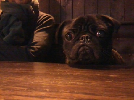 Shug the pug also likes the Tourmalet - pic Karen Inglis