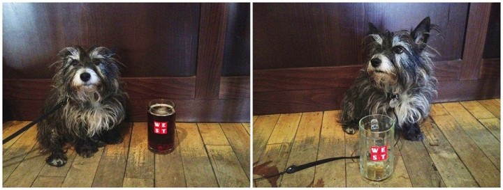 foxywestbeer