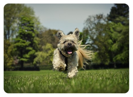 inverleith_0782b