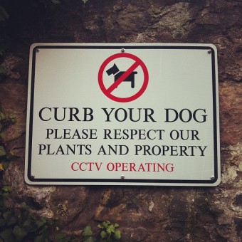 stockbridge_curbyourdog