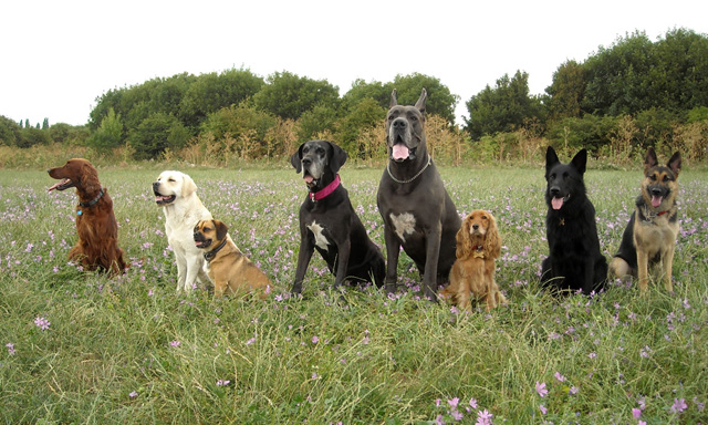 Dog Trainer Edinburgh