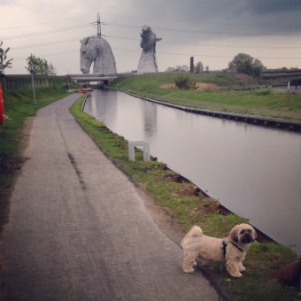 Kelpies Dog Walk