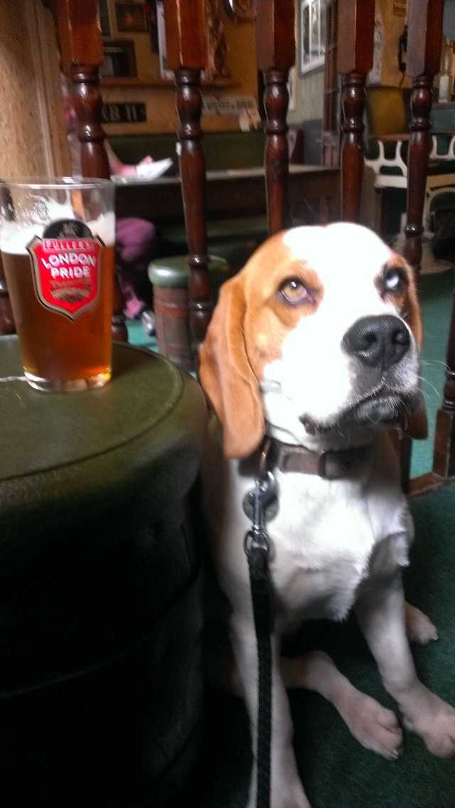 Dog Friendly Berwick upon Tweed Dugs n Pubs Dog Friendly Guide