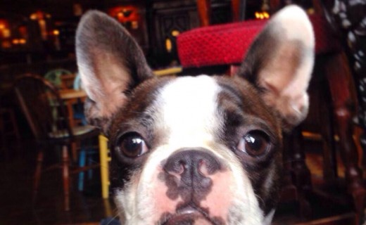 nobles dogs pubs