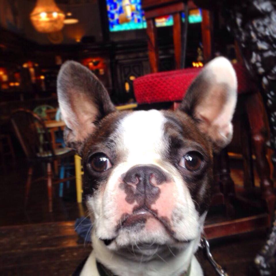 nobles dogs pubs
