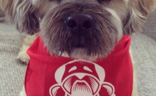 Dugs n Pubs Dog Bandanas