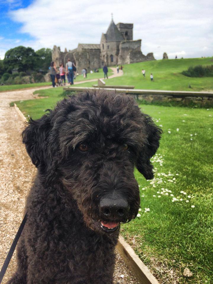 inchcolm-island-dogs