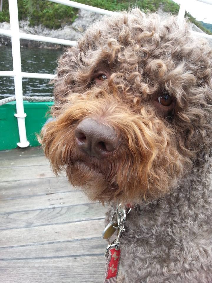 archie-dug-dogfriendlycruise