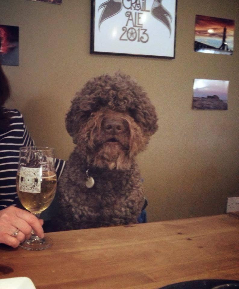 archie-standrews-dogfriendly