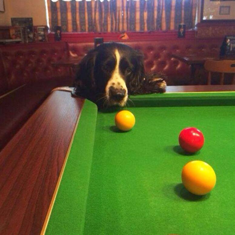 dogs-pool