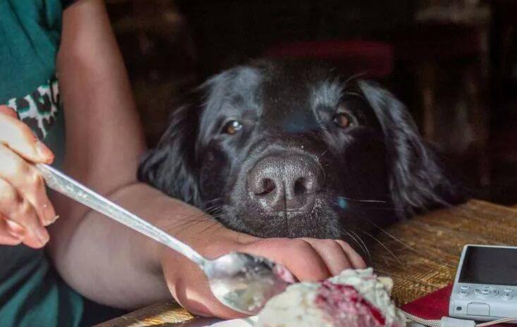 flatcoats