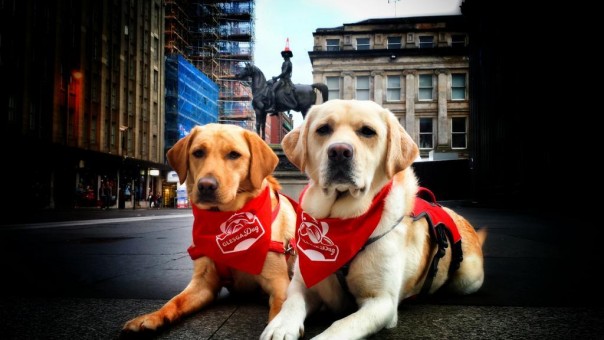 glasgow-cone-dogs