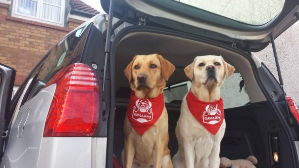 glesga-dugs