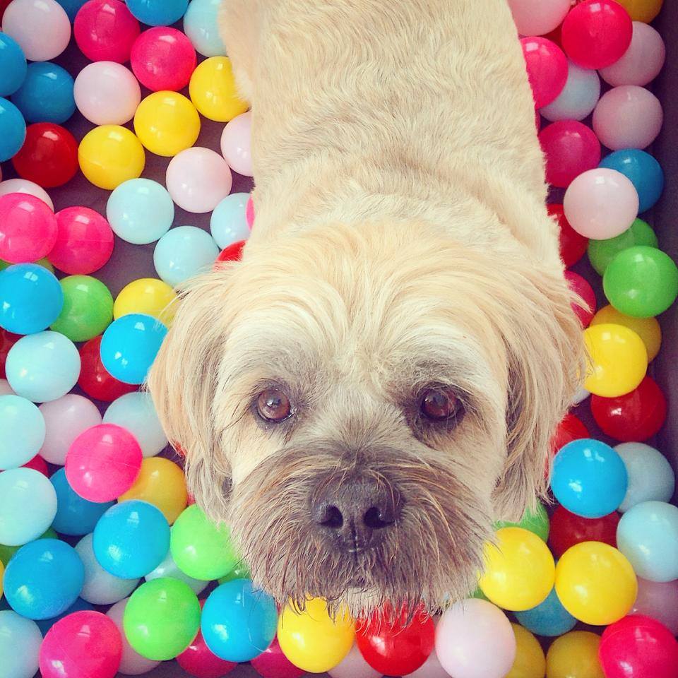 play-buddy