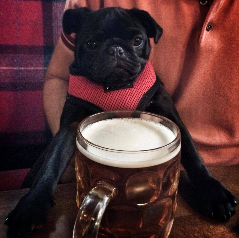 pug-n-a-pint