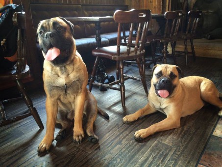rio-riada-dogsinpubs