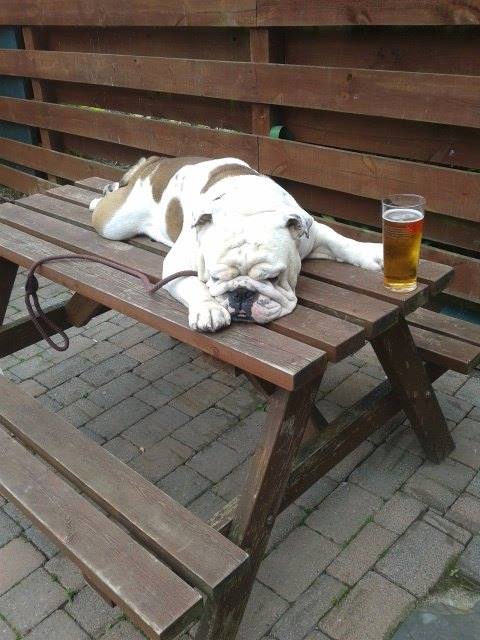 yogi-dug-2