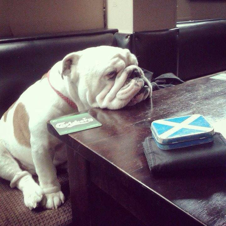 yogi-dug-tweedside