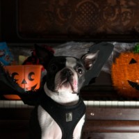 Dog Halloween Party