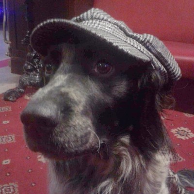 dugs-in-bunnets