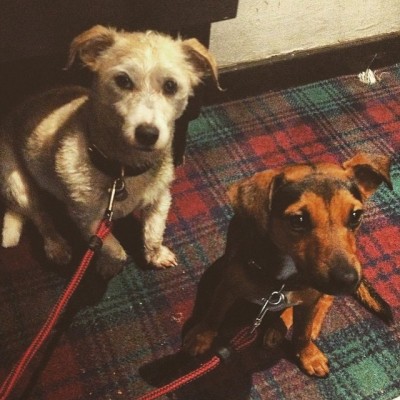 dusty-fergus