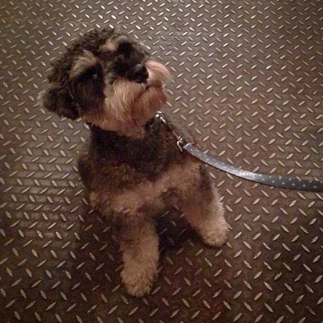 Arnie Schnauzeneger in Brewdog Edinburgh
