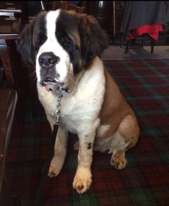 st Bernard