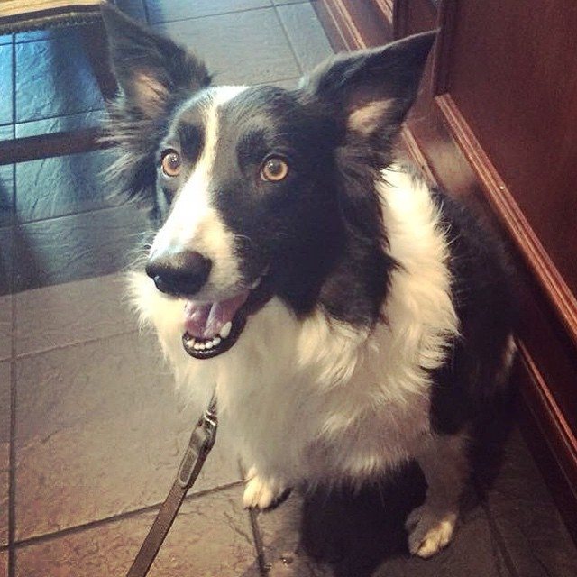 Dougie on his first ever visit to a pub (the Murrayfield Bar in Edinburgh) - pic Fiona MacKenzie