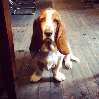 darcie dug