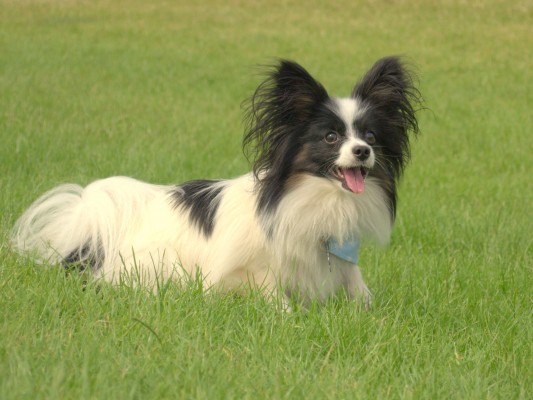 Charlie-1-5-Jul-15