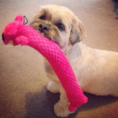 bailie-dug-6
