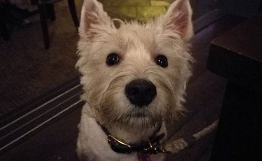 “A wee walk to the park to play with my doggy pals then a trip to our favourite pub (The Parlour Bar, Edinburgh)” – pic @westiearnold