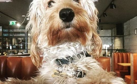 Alfie Bear the Cockapoo having Sunday Brunch in the Beer Kitchen Dundee