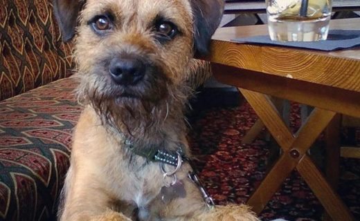 Alright? Winston at Weavers Bar in Currie – pic Zoe Graham.