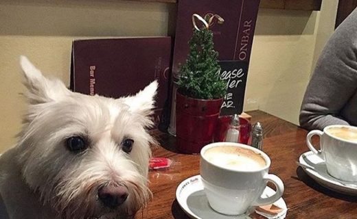 “Always stop by the Criterion Bar in St Andrews. Always a friendly service and welcome Mia with open arms” – pic @glasgowrob