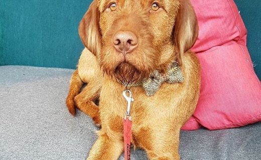 Atti dug enjoying a rest in Hemma, Edinburgh after a long Sunday walk – pic from Lesley Johnston