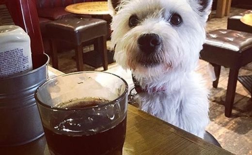 Aye, I’m jist taking it easy the night pal (@standrewsbrewingco) – pic @louise_mackay