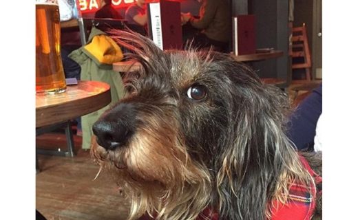 Bert rocking the quiff and bandana look at @BrewDogCastleG – pic @ciaranmonaghan