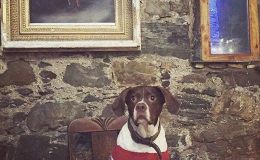 “Bonnie Prince Dougal John” chilling at the Old inn, Appin – pic from @nicolameekin