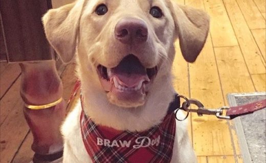 BRAW Dug Roofus enjoying the Crafty Pig in Glasgow – pic Jodie Shaw