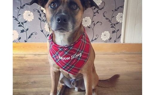 Braw Dug Scrappy – pic Louise Allan #bandanadugs