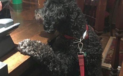 Brian the dug getting his round in at the Hampton, Edinburgh – pic @mhairiglen