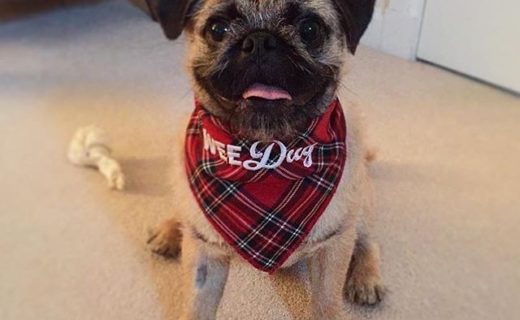 Check out this wee dug! – pic @b4mbi7 #bandanadugs