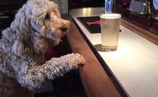 Chloe the Cockapoo having a quiet one in the Brown Bull in Lochwinnoch- pic @chloecockapoo