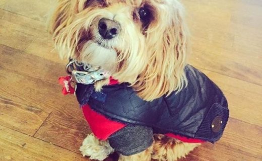“Daisy serving up some smoochie face realness” – pic @thehuntsmanbath⠀